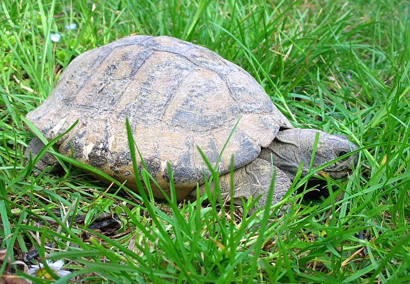 Testuggine terrestre Testudo hermanni hermanni